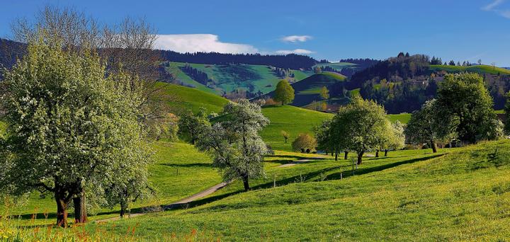 Obstbäume auf grassbedeckten Hügeln